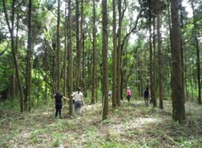 Satoyama Forest